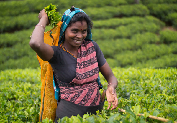 Your ethical tea - Reaching over a million people